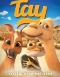 Tay 1